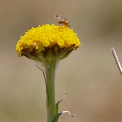 Austrotephritis poenia (Australian Fruit Fly) at Rendezvous Creek, ACT - 11 Oct 2023 by MichaelWenke