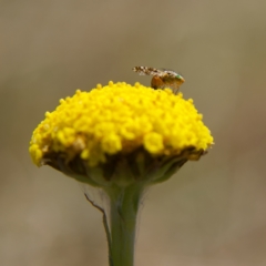 Austrotephritis poenia at Rendezvous Creek, ACT - 11 Oct 2023