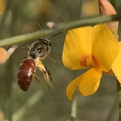 Lasioglossum (Parasphecodes) sp. (genus & subgenus) (Halictid bee) at Mount Annan, NSW - 27 Sep 2023 by JudeWright