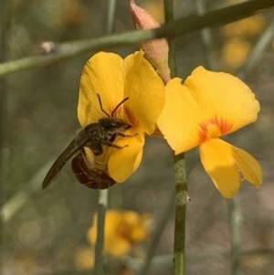 Lasioglossum (Parasphecodes) sp. (genus & subgenus) at Mount Annan, NSW - 27 Sep 2023