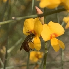 Lasioglossum (Parasphecodes) sp. (genus & subgenus) at Mount Annan, NSW - 27 Sep 2023