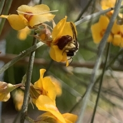 Lasioglossum (Parasphecodes) sp. (genus & subgenus) at Mount Annan, NSW - 27 Sep 2023 01:50 PM