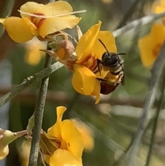 Lasioglossum (Parasphecodes) sp. (genus & subgenus) at Mount Annan, NSW - 27 Sep 2023 01:50 PM