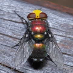 Unidentified Blow fly (Calliphoridae) at Point Lookout, QLD - 11 Oct 2023 by TimL
