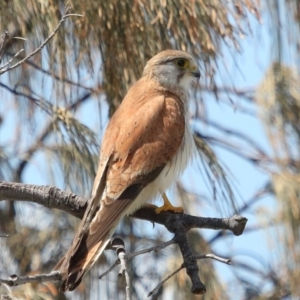 Falco cenchroides at Point Lookout, QLD - 11 Oct 2023