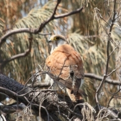 Falco cenchroides at Point Lookout, QLD - 11 Oct 2023 10:58 AM