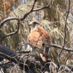 Falco cenchroides at Point Lookout, QLD - 11 Oct 2023