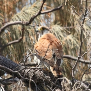 Falco cenchroides at Point Lookout, QLD - 11 Oct 2023 10:58 AM