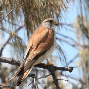 Falco cenchroides at Point Lookout, QLD - 11 Oct 2023