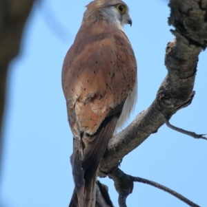 Falco cenchroides at Point Lookout, QLD - 11 Oct 2023