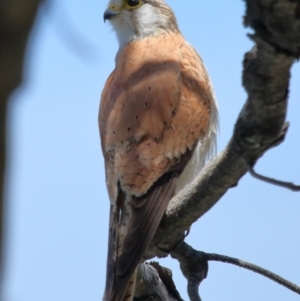 Falco cenchroides at Point Lookout, QLD - 11 Oct 2023 10:58 AM