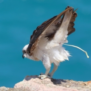 Pandion haliaetus at Point Lookout, QLD - suppressed