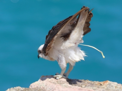 Pandion haliaetus (Osprey) at Point Lookout, QLD - 11 Oct 2023 by TimL