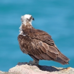 Pandion haliaetus at Point Lookout, QLD - suppressed