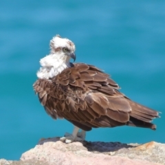 Pandion haliaetus at Point Lookout, QLD - 11 Oct 2023