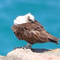 Pandion haliaetus at Point Lookout, QLD - suppressed