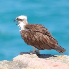 Pandion haliaetus at Point Lookout, QLD - suppressed