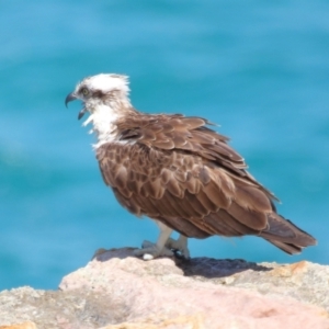 Pandion haliaetus at Point Lookout, QLD - 11 Oct 2023