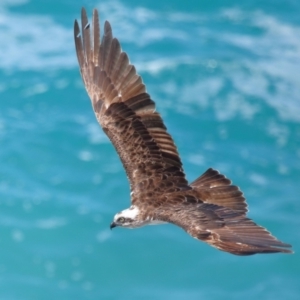 Pandion haliaetus at Point Lookout, QLD - suppressed