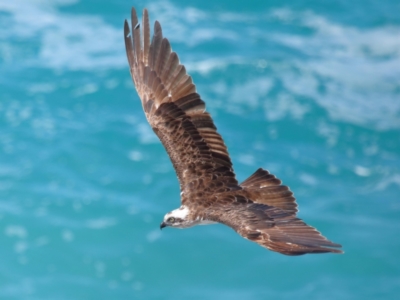 Pandion haliaetus (Osprey) at Point Lookout, QLD - 11 Oct 2023 by TimL