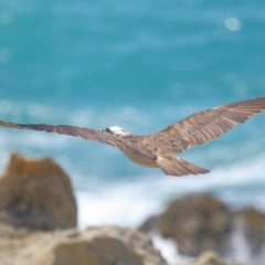 Pandion haliaetus at Point Lookout, QLD - 11 Oct 2023