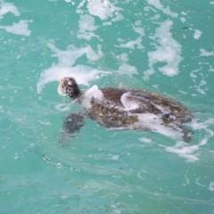 Chelonia mydas (Green Sea Turtle) at Point Lookout, QLD - 11 Oct 2023 by TimL