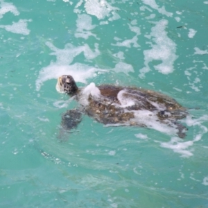 Chelonia mydas at Point Lookout, QLD - suppressed