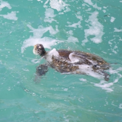 Chelonia mydas (Green Sea Turtle) at Point Lookout, QLD - 10 Oct 2023 by TimL