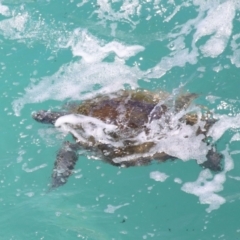 Chelonia mydas at Point Lookout, QLD - suppressed