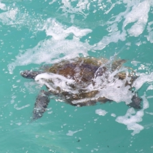 Chelonia mydas at Point Lookout, QLD - suppressed