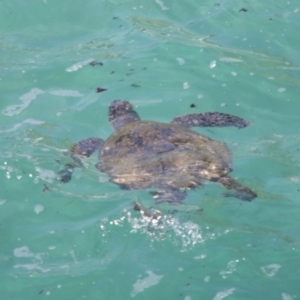 Chelonia mydas at Point Lookout, QLD - 11 Oct 2023