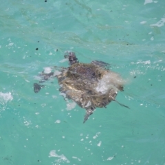 Chelonia mydas at Point Lookout, QLD - suppressed