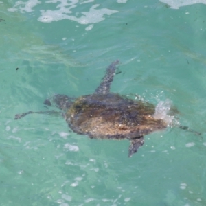 Chelonia mydas at Point Lookout, QLD - suppressed