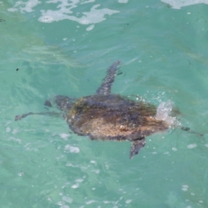Chelonia mydas at Point Lookout, QLD - 11 Oct 2023