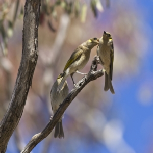 Ptilotula fusca at Rendezvous Creek, ACT - 11 Oct 2023