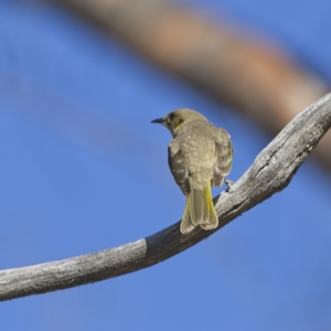 Ptilotula fusca at Rendezvous Creek, ACT - 11 Oct 2023