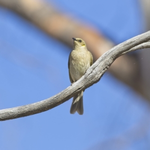 Ptilotula fusca at Rendezvous Creek, ACT - 11 Oct 2023