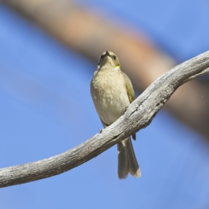 Ptilotula fusca at Rendezvous Creek, ACT - 11 Oct 2023