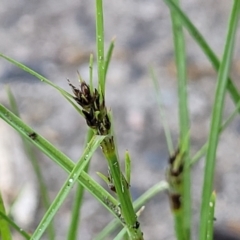 Schoenus apogon (Common Bog Sedge) at Lyneham, ACT - 12 Oct 2023 by trevorpreston