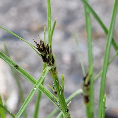 Schoenus apogon (Common Bog Sedge) at Sullivans Creek, Lyneham South - 12 Oct 2023 by trevorpreston