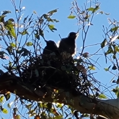 Gymnorhina tibicen (Australian Magpie) at Mount Mugga Mugga - 12 Oct 2023 by Mike