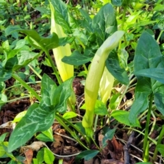 Arum italicum (Italian Arum) at Lyneham, ACT - 13 Oct 2023 by trevorpreston