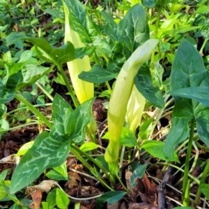 Arum italicum at Lyneham, ACT - 13 Oct 2023 08:27 AM