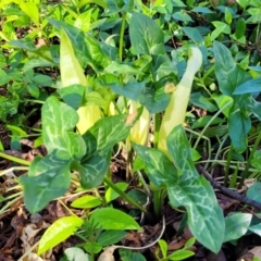 Arum italicum at Lyneham, ACT - 13 Oct 2023 08:27 AM