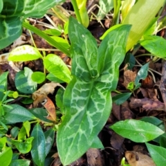 Arum italicum at Lyneham, ACT - 13 Oct 2023 08:27 AM