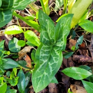 Arum italicum at Lyneham, ACT - 13 Oct 2023 08:27 AM