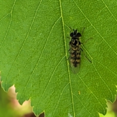 Melangyna sp. (genus) (Hover Fly) at Lyneham, ACT - 12 Oct 2023 by trevorpreston