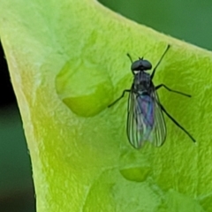 Unidentified True fly (Diptera) at Sullivans Creek, Lyneham South - 12 Oct 2023 by trevorpreston