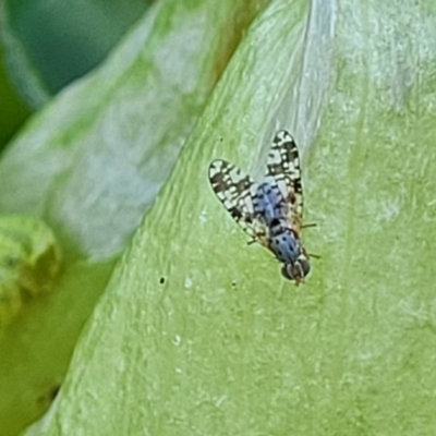 Austrotephritis poenia (Australian Fruit Fly) at Sullivans Creek, Lyneham South - 12 Oct 2023 by trevorpreston