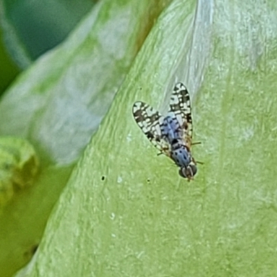 Austrotephritis poenia (Australian Fruit Fly) at Lyneham, ACT - 13 Oct 2023 by trevorpreston